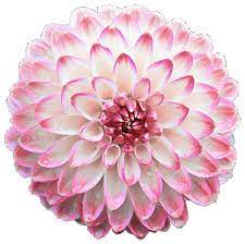 Pin By Angelbaby On All About Flowers Flowers Gif Love Flowers Flower Art