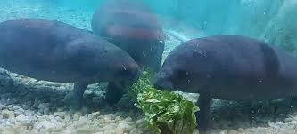 Manatee county health department identifies case of hepatitis a in food service worker: Manatee Habitat The Bishop Museum Of Science And Nature