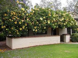 Image result for Solandra maxima