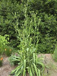 Image result for Erlangea remifolia