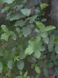 Image result for Synsepalum passargei