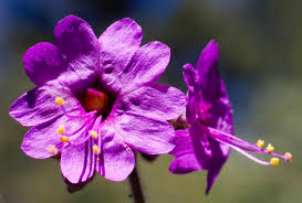 Image result for Mirabilis