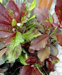 Image result for Euphorbia grantii