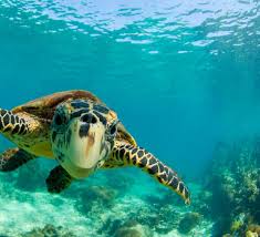 Stretching along the entire coast of belize, the offshore reef is one of the country's greatest natural treasures. Protecting Belize Barrier Reef Wwf