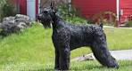 Schnauzer Rescue ― ADOPTIONS