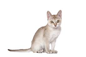 A fireside book published by simon i think my middle cat jasmine must be more average then my oldest and youngest. 14 Cats That Stay Small Munchkin Singapura Siamese And More