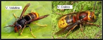 Image result for Crabbea velutina