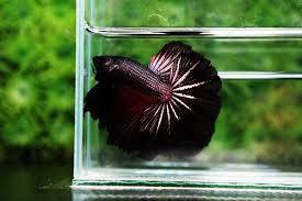The best known betta species is b. The Different Types Of Black Betta Fish Nice Betta Thailand Co Ltd