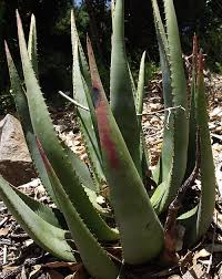 Image result for Aloe haroniensis