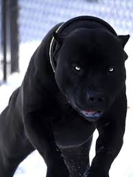 Baby Pitbull Black And Brown A Pitt Looking Like A Black Panther Bully Breeds Dogs All Black Pitbull Black Pitbull
