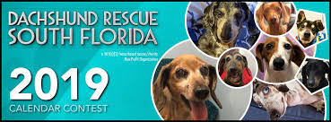 Browse thru thousands of dachshund dogs for adoption in florida, usa area, listed by dog rescue organizations and individuals, to find your match. Dachshund Rescue South Florida 2019 Dachshund Rescue South Florida Calendar Contest