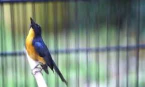 Burung decu bukan termasuk ke dalam burung endemik indonesia, karena daerah penyebarannya. Daftar Harga Burung Tledekan Terbaru Dan Terlengkap 2021