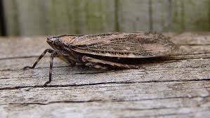 Image result for Exochaenium platypterum