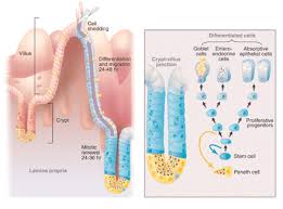 Maybe you would like to learn more about one of these? Physiology Of Adult Homo Sapiens Digestive Apparatus