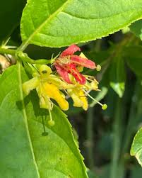 Image result for Amphicarpaea africana