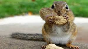 Find and save funny squirrel pictures memes | from instagram, facebook, tumblr, twitter & more. Funny Squirrel Best And Funniest Squirrels Compilation Youtube