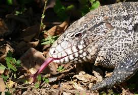 argentine black and white tegu wikipedia