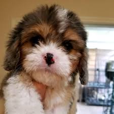 Maybe you would like to learn more about one of these? Carolina Cavapoos Home Facebook
