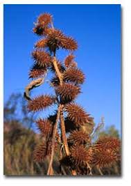 The big burrs from burdock tend to split up into tiny little pieces, each with their own 'hooks', and hooked in every which way. Grooming Smarter Removing Sandspurs From Hair