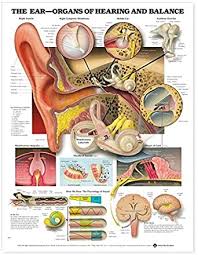 By one widely used definition, 79 organs have been identified in the human body. The Ear Organs Of Hearing And Balance Anatomical Chart Anatomical Chart Company Amazon De Bucher