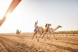 Traditional camel racing on a countryside of oman. A Morning At The Camel Race Track The United Arab Of Emirates We Said Go Travel