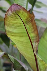 Image result for Ensete ventricosum