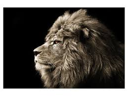 How to become a creative 🔥 ✖️host: Lowe Bild Und Motivauswahl Myposter