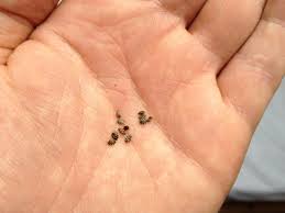 Egg and pupa don't move, as they're not mobile during this part of the carpet beetle life cycle. How To Get Rid Of Carpet Beetle And Their Larvae Cleaning Expert Net