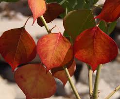 Image result for Sapium