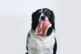 Best Raw Dog Food Uk 2021 Hellobark