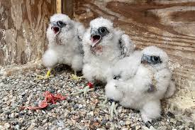 Cal is a boy name, meaning bald, abbreviation of names beginning with cal in american origin. Oh Boy Time To Name Berkeley S Three New Falcon Brothers Berkeley News