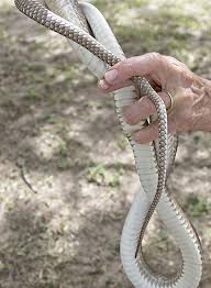 Typically, it ranges across sand dunes, prairielands, desert scrub, rocky hillsides and open pine and oak woodlands. The Athlete In Our Pigeon Loft Is A Coachwhip Features Mysoutex Com