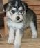 HUSKYPOO
