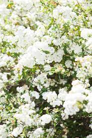 Flowering shrubs are important elements in new england gardens. May Bush Burke S Backyard