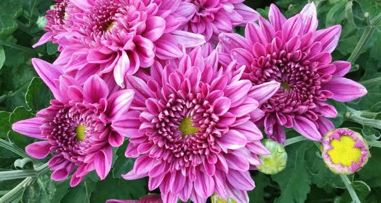 Chrysanthemums: Care, Colors and Varieties