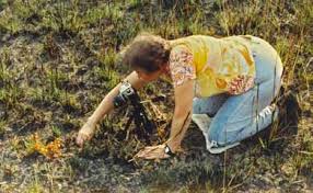 Image result for Cheilanthes angustifrondosa