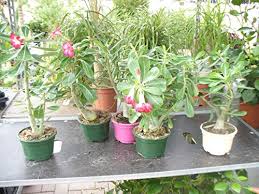 Check spelling or type a new query. Compare Prices For Jardines De Jaravia Across All Amazon European Stores