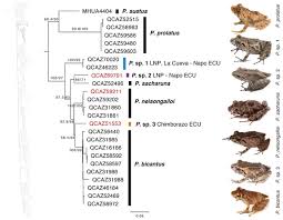 Image result for Strabomantis anatipes