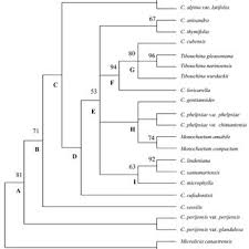 Image result for Dissotis pachytricha