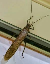 Image result for Nicolasia stenoptera