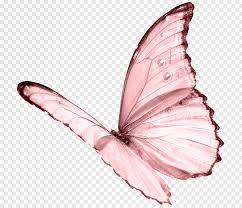 Pink Butterfly Png Asas De Borboleta Natureza Cor De Rosa Molduras Bonitas