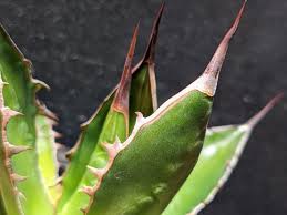 Image result for Crinum buphanoides