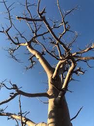 Image result for Rhigozum brevispinosum