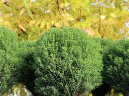 In der regel wird das je nach witterung also der juni sein. Kuschel Lebensbaum Lebensbaum Teddy Thuja Occidentalis Teddy Baumschule Horstmann