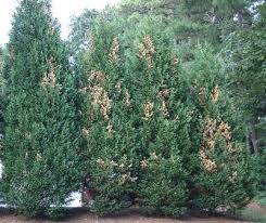 See full list on thespruce.com Leyland Cypress Branches Dying Walter Reeves The Georgia Gardener