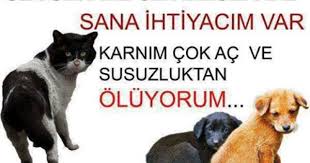 Nergiz Adli Kullanicinin Pinokyo Panosundaki Pin Hayvan Haklari Hayvanlar Evcil Hayvanlar
