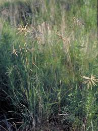 Image result for Chloris