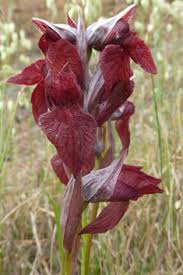 Image result for Isoglossa laxiflora