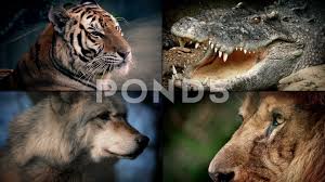 Dangerous Animals Montage Lion Crocodile Tiger Wolf Stock Footage Montage Lion Dangerous Animals Dangerous Animals Animals Montage