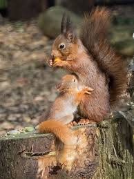So Sweet Lunch Time Mama And Baby Each Enjoying Their Meal Babyanimalpics Animals Animals Wild Animals Beautiful